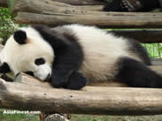 Cute Panda Sleeping